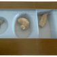 Vintage Rare 1973 Prehistoric Fossil Collection - Presented By Chivers - Contains 4 Fossils In The Box - Fantastic Condition