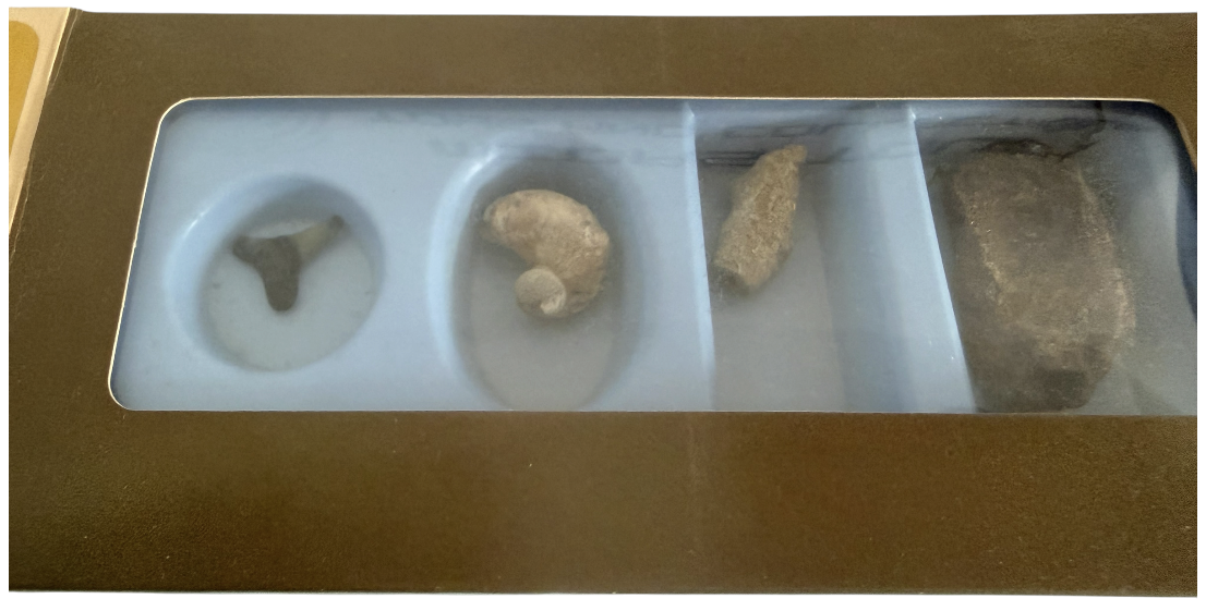 Vintage Rare 1973 Prehistoric Fossil Collection - Presented By Chivers - Contains 4 Fossils In The Box - Fantastic Condition