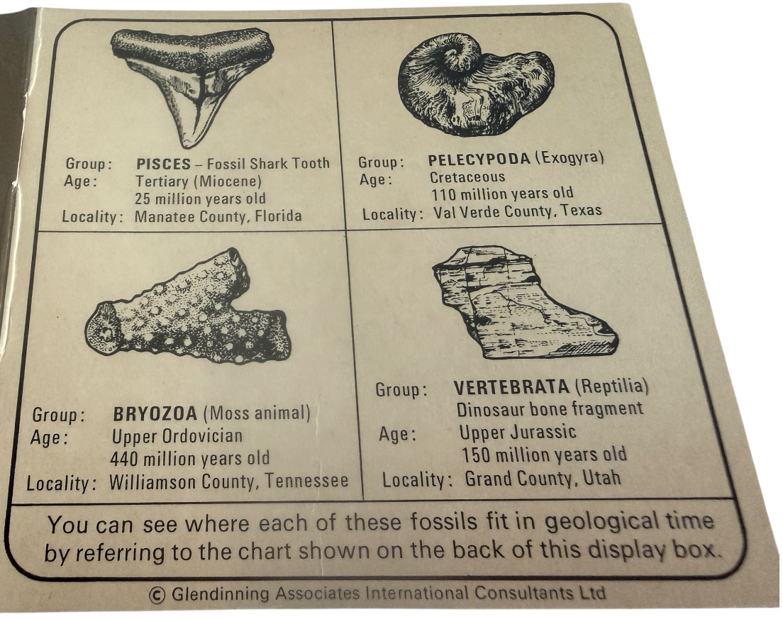 Vintage Rare 1973 Prehistoric Fossil Collection - Presented By Chivers - Contains 4 Fossils In The Box - Fantastic Condition