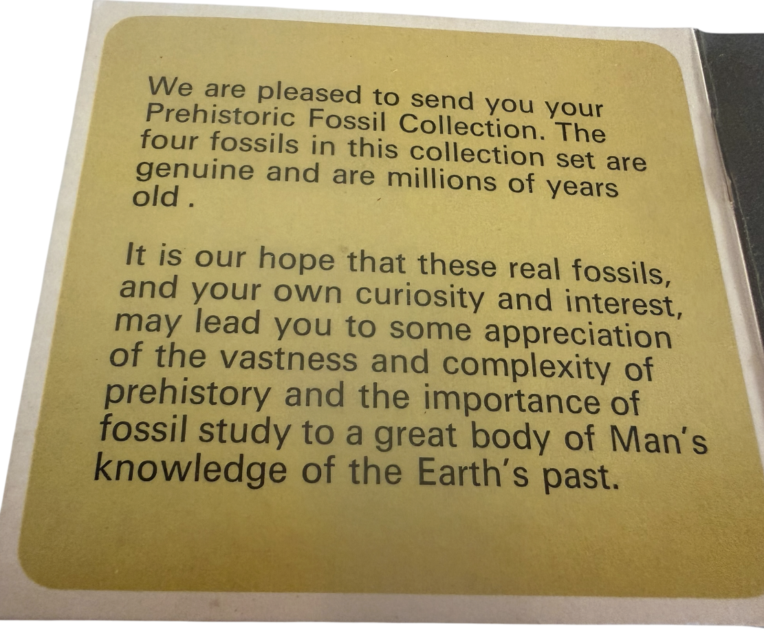 Vintage Rare 1973 Prehistoric Fossil Collection - Presented By Chivers - Contains 4 Fossils In The Box - Fantastic Condition