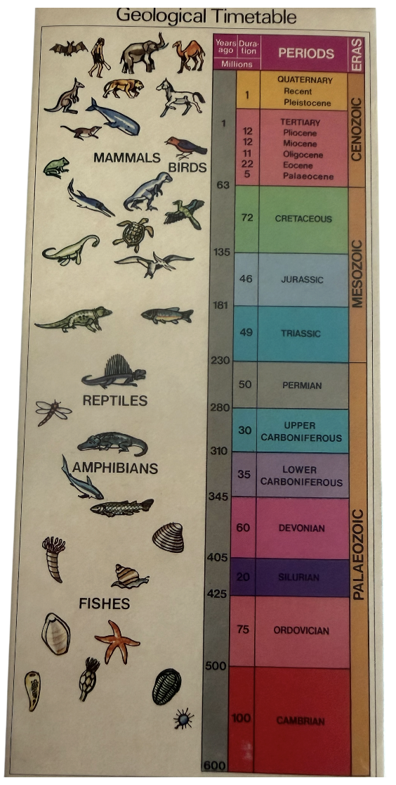 Vintage Rare 1973 Prehistoric Fossil Collection - Presented By Chivers - Contains 4 Fossils In The Box - Fantastic Condition
