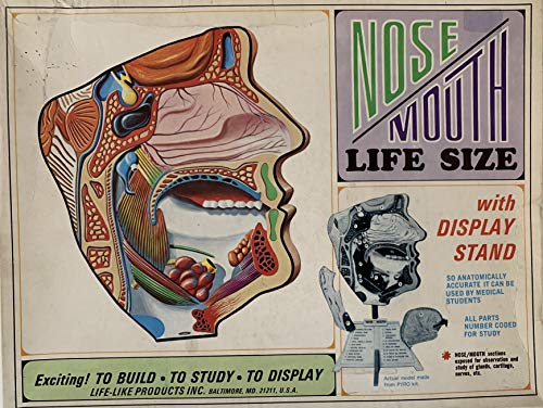 Model kit Vintage 1970 Life Like Products Nose Mouth Life Size Hobby Factory Sealed - Shop Stock Room Find