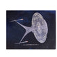 2020 Star Trek The Offical Star Ship Collection The USS Enterprise NCC-1701-J Starship Special Issue XL Version - By Eaglemoss Brand New Shop Sock Room Find